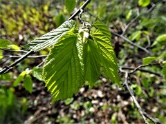 Corylus cornuta cornuta