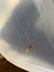 Xiruana