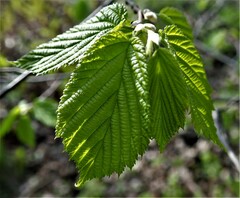 Corylus cornuta cornuta