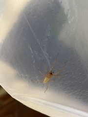 Xiruana