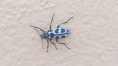 Astylus atromaculatus