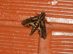 Hemeroplanes ornatus