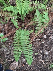 Amauropelta globulifera