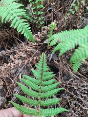 Amauropelta globulifera