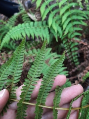 Amauropelta globulifera