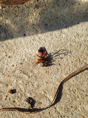 Sphex ichneumoneus