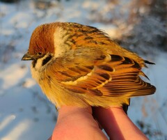 Passer montanus montanus