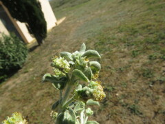Mercurialis tomentosa