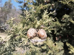 Cupressus