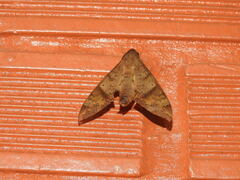 Pachylioides resumens