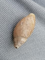 Ellobium