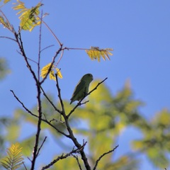 Forpus xanthopterygius