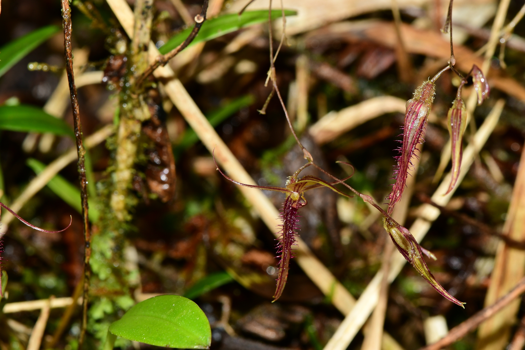 Andinia schizopogon image