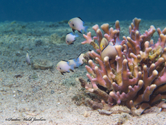 Dascyllus marginatus