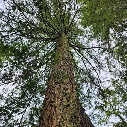 Pseudotsuga menziesii