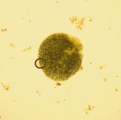 Spirodela polyrhiza