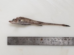 Leptagonus decagonus