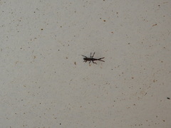 Arrhenodes