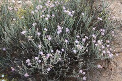 Mesembryanthemum junceum