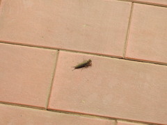 Chaeteessa