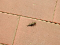 Chaeteessa