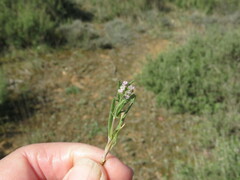 Valerianella eriocarpa