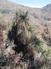 Dasylirion acrotrichum