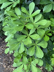 Pseudopanax lessonii