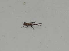Arrhenodes