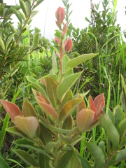 Lindera glauca