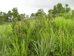 Lindera glauca