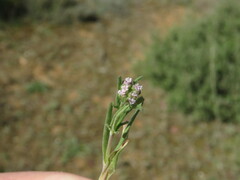 Valerianella eriocarpa