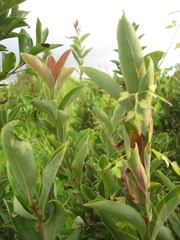Lindera glauca