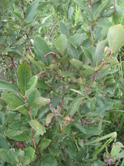 Lindera glauca