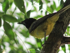 Icterus graduacauda