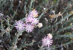 Mesembryanthemum junceum
