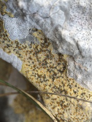 Xanthocarpia ochracea