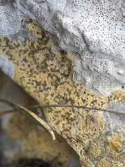 Xanthocarpia ochracea