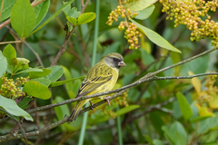 Crithagra hyposticta