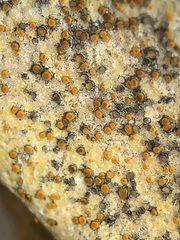 Xanthocarpia ochracea