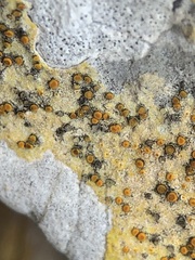 Xanthocarpia ochracea