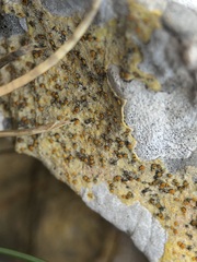 Xanthocarpia ochracea