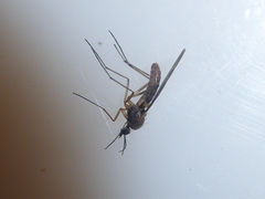 Sylvicola