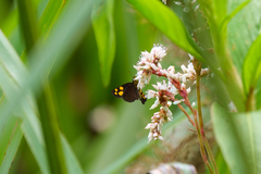 Metisella