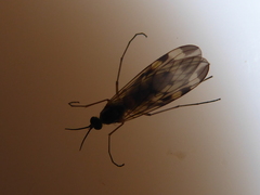 Sylvicola