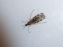 Sylvicola