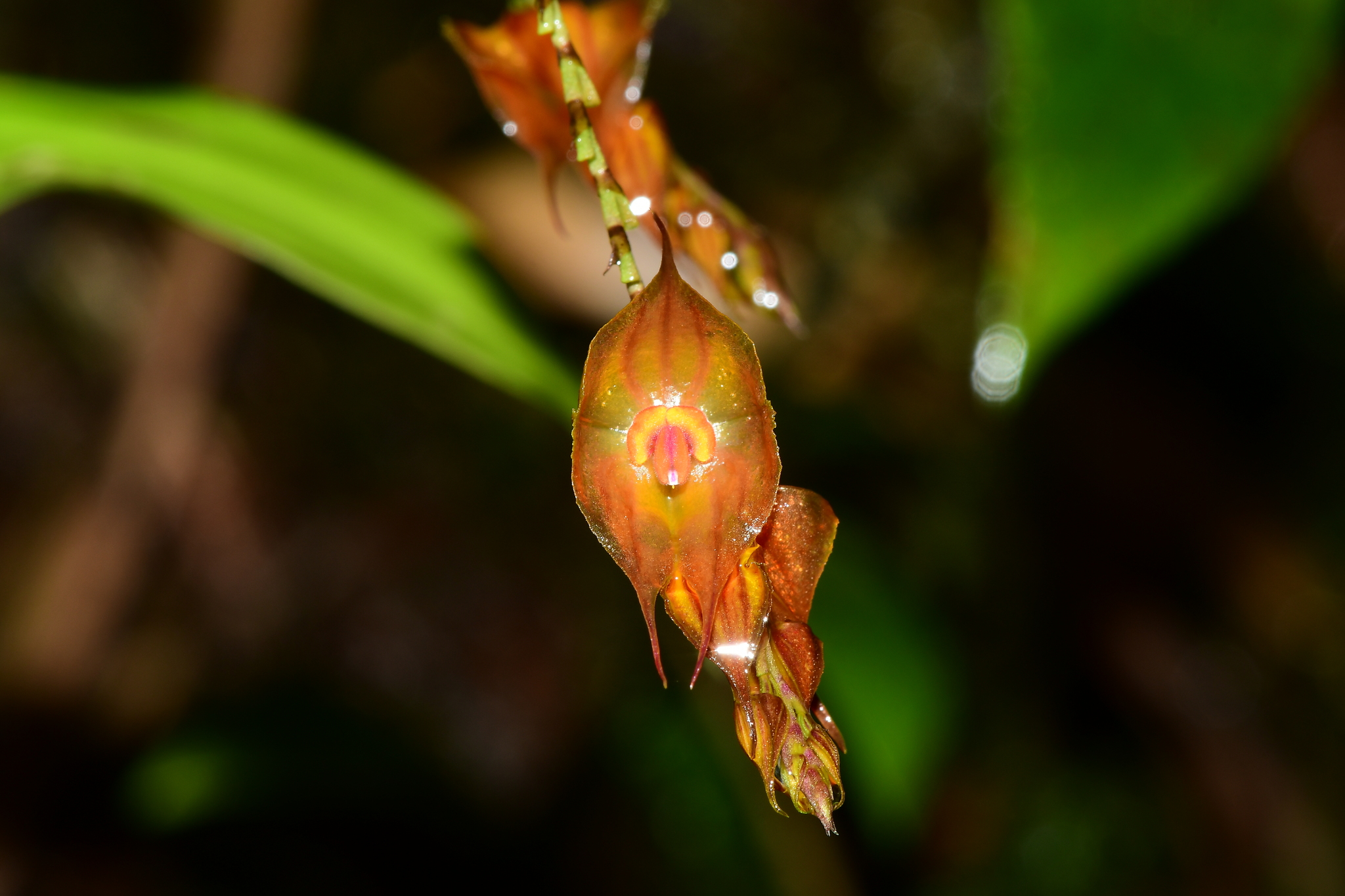 Lepanthes image