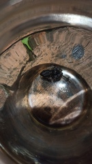 Leptodactylus latinasus