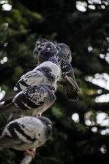 Columba livia domestica