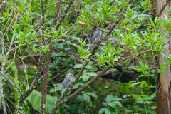 Melaenornis fischeri